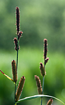 BB 09 0341 / Carex acutiformis / Rankstarr